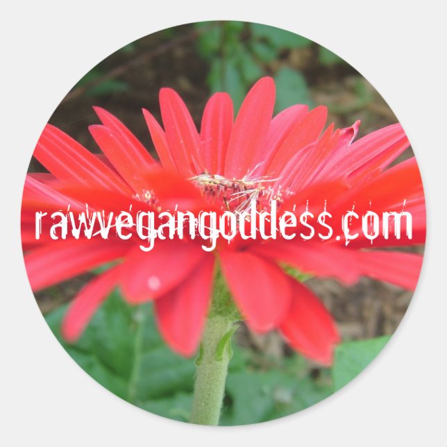 Daisy Pegatina (Anverso)