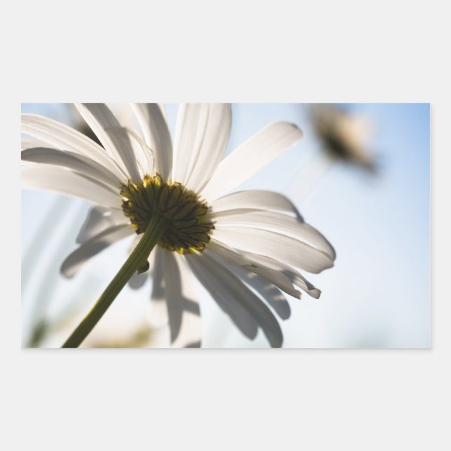 Daisy pegatina (Anverso)