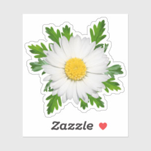 Daisy Pegatina
