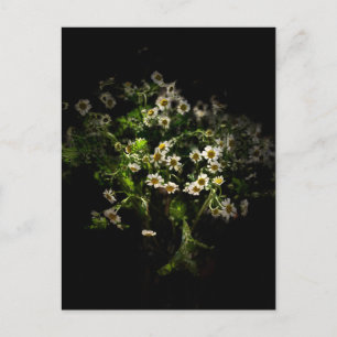 Daisy, postal de flores