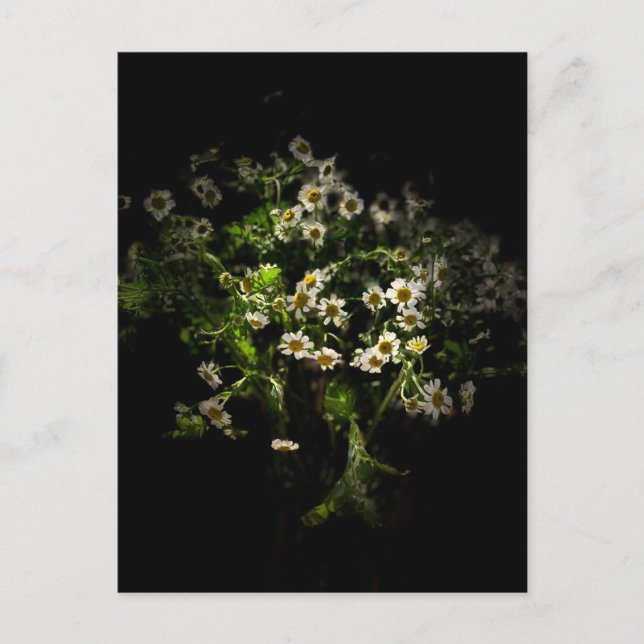 Daisy, postal de flores (Anverso)