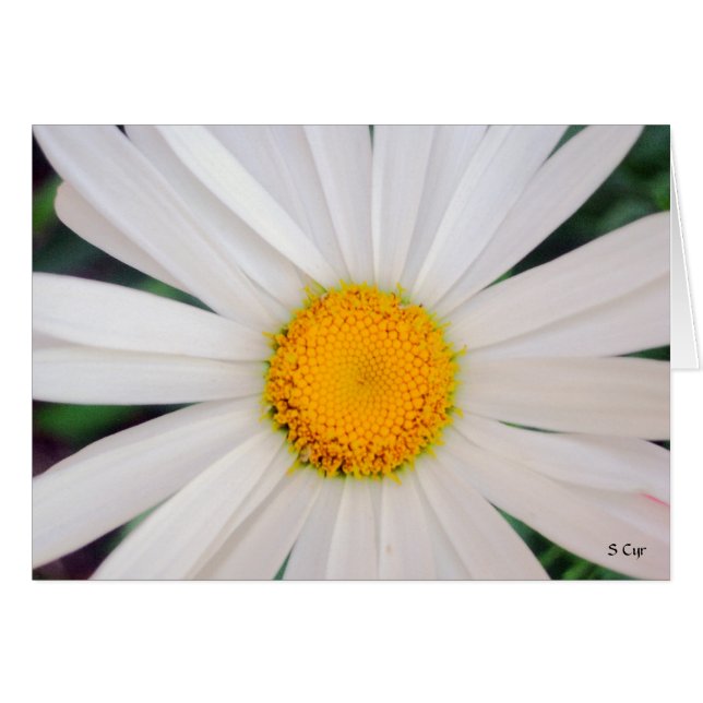Daisy, S Cyr (Anverso (Horizontal))