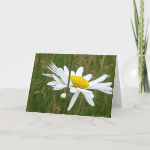 Daisy - Tarjeta de felicitación doblada en blanco