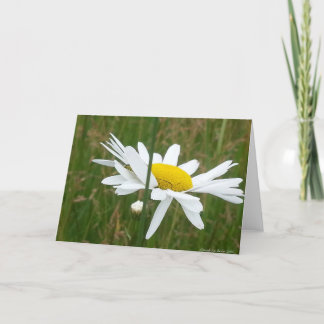 Daisy - Tarjeta de felicitación doblada en blanco