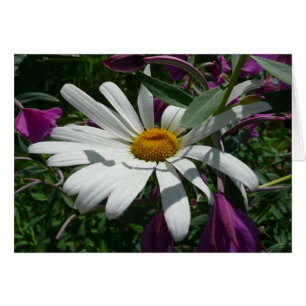 Daisy y Fireweed Wildflower