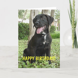 Dakota - Tarjeta de cumpleaños feliz