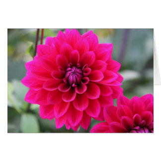 Dalia