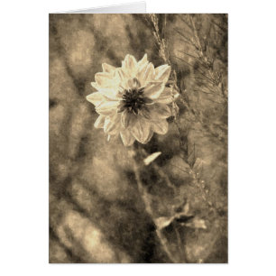 Dalia