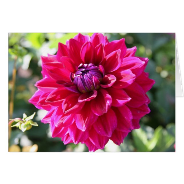 Dalia (Anverso (Horizontal))