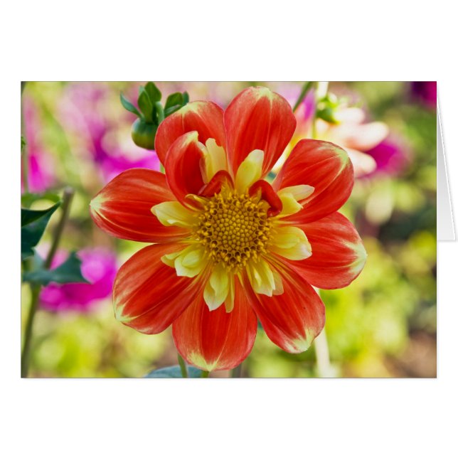 Dalia, bah (Anverso (Horizontal))