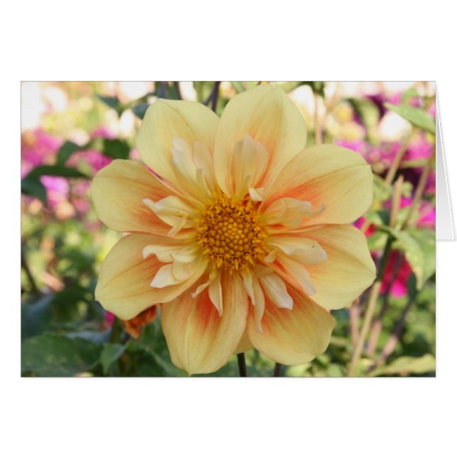 Dalia, E Z Duzzit 2 (Anverso (Horizontal))