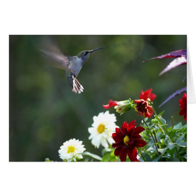 Dalia Hummer (Anverso (Horizontal))