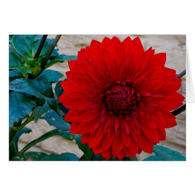 Dalia roja (Anverso (Horizontal))