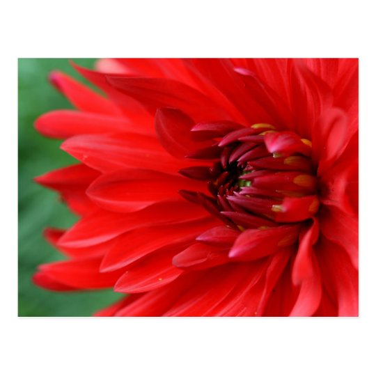 Dalia roja vibrante postal