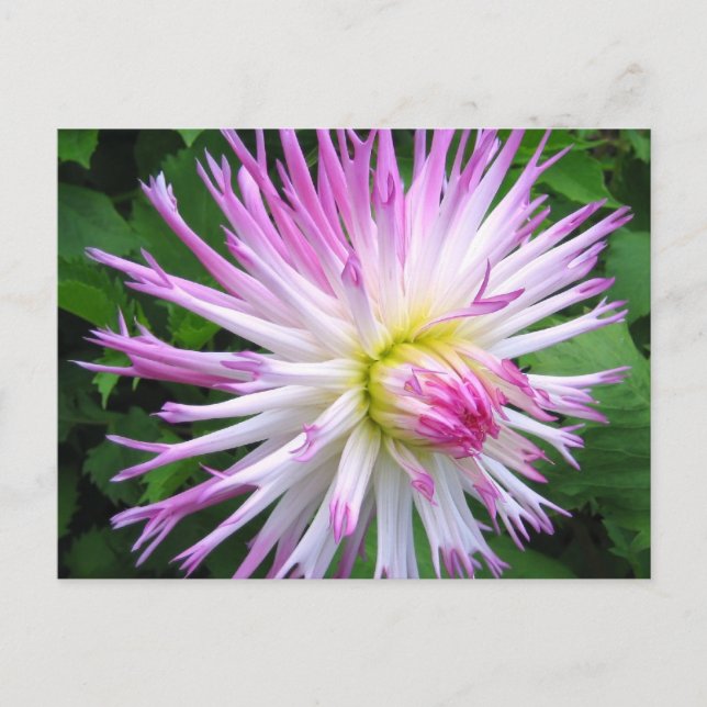 Dalia rosa blanco - Postal (Anverso)