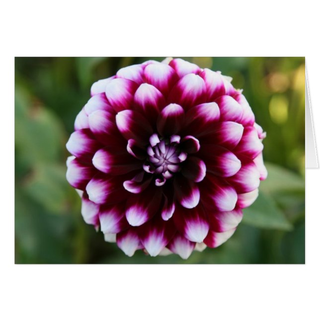 Dalia, Ryan C (Anverso (Horizontal))