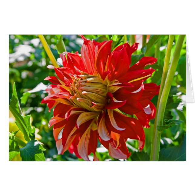 Dalia, Sr. de Nick (Anverso (Horizontal))