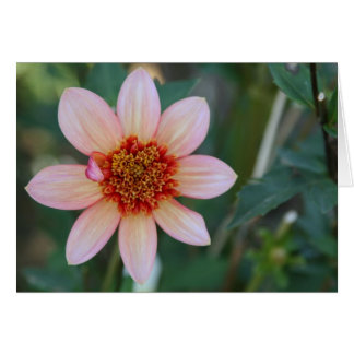Dalia, totalmente mandarina