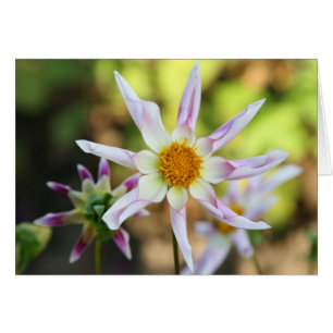 Dalia, Willie Willie