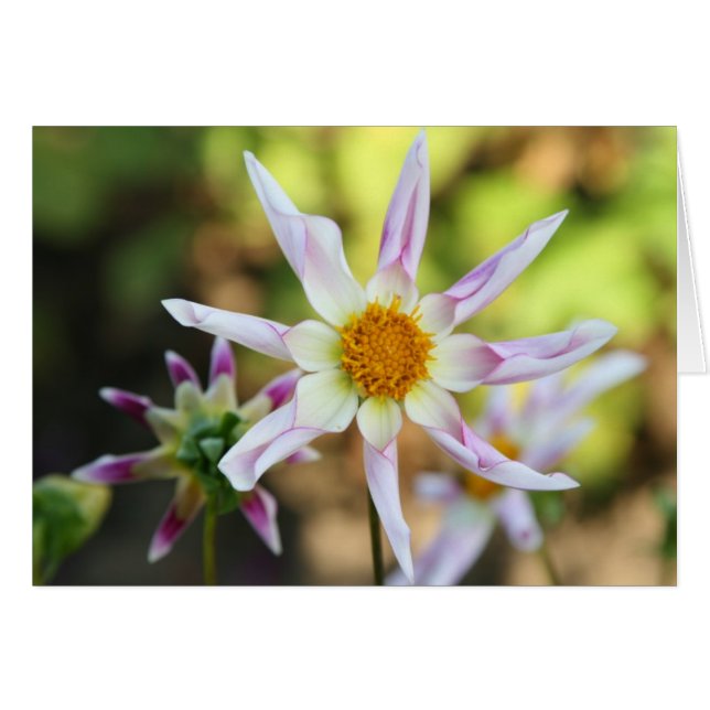 Dalia, Willie Willie (Anverso (Horizontal))