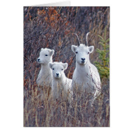Dall Sheep Ewe con sus lambres en la policía de De