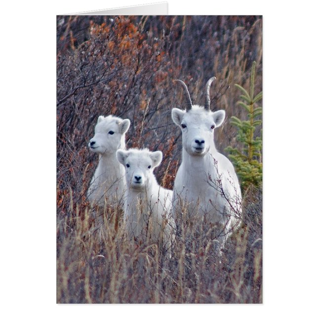 Dall Sheep Ewe con sus lambres en la policía de De (Frente)