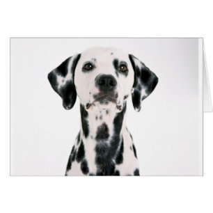 DALMACIÓN DE PERRO SPOTTY