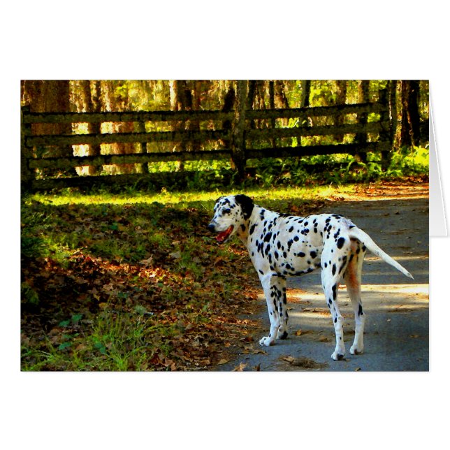 DALMATIAN (Anverso (Horizontal))