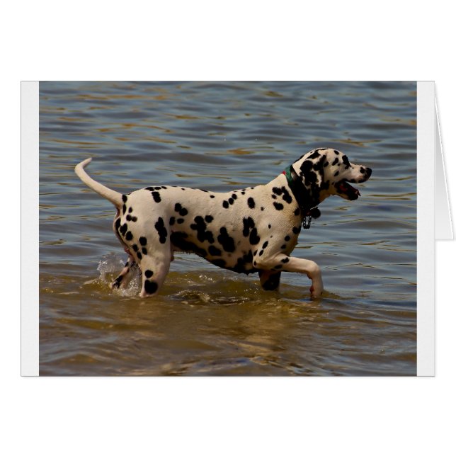 Dalmatian Dog (Anverso (Horizontal))
