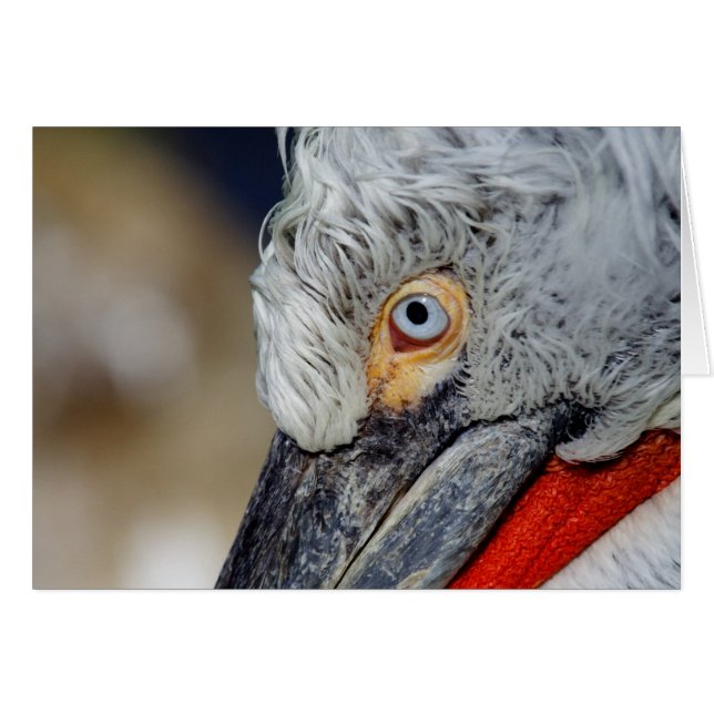 Dalmatian Pelican (Anverso (Horizontal))