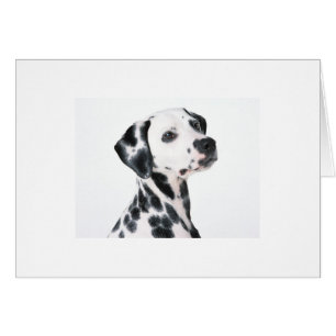 Dalmatiano