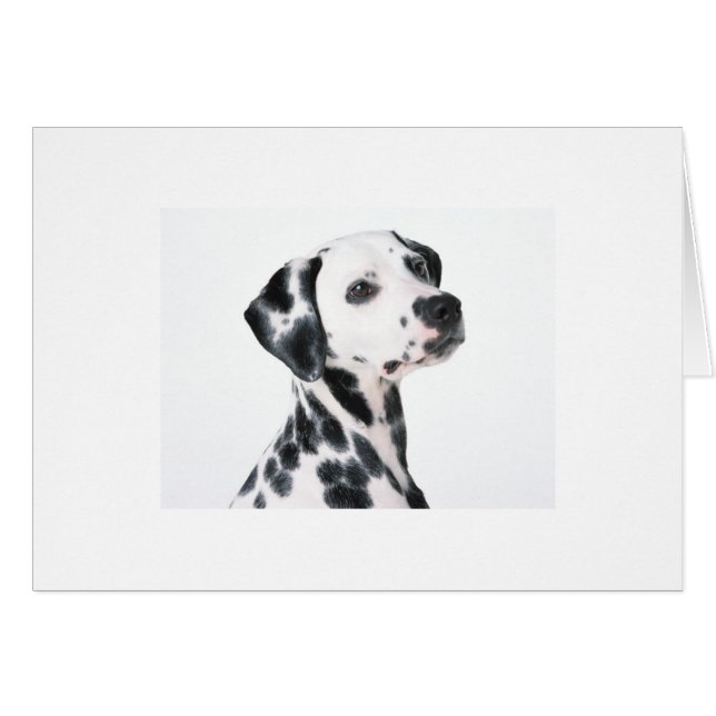 Dalmatiano (Anverso (Horizontal))