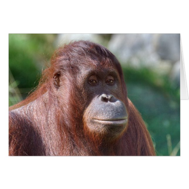 Dama de Orangutan (Anverso (Horizontal))
