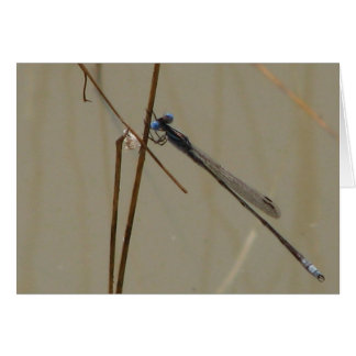 Damselfly