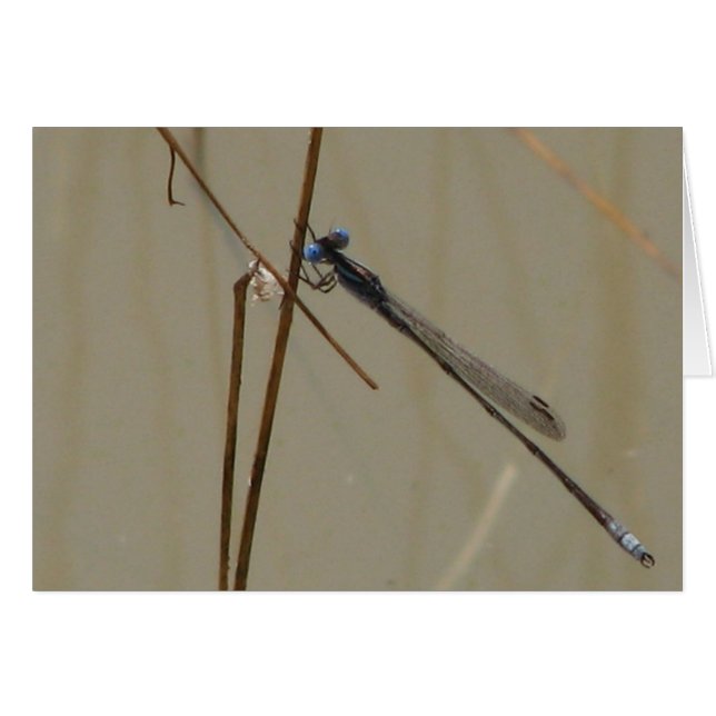 Damselfly (Anverso (Horizontal))