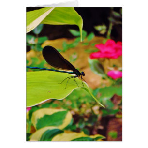 Damselfly y Rosa