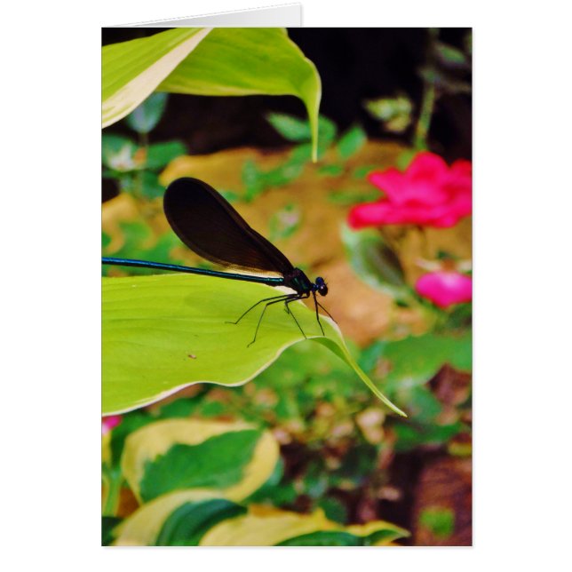 Damselfly y Rosa (Frente)