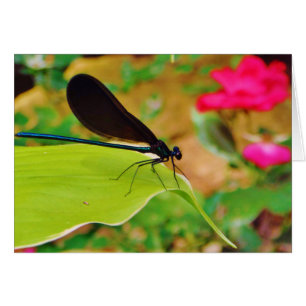 Damselfly y Rosa