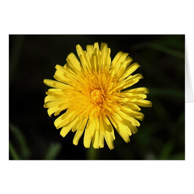 Dandelion (Anverso (Horizontal))