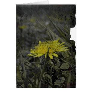Dandelion
