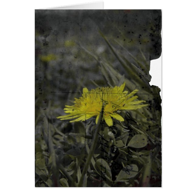 Dandelion (Frente)