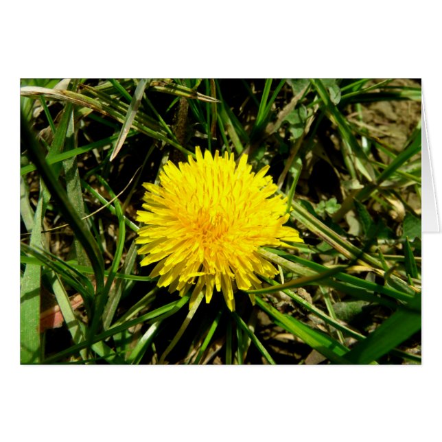 Dandelion (Anverso (Horizontal))