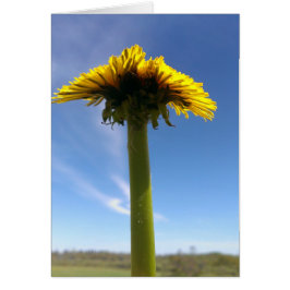 Dandelion
