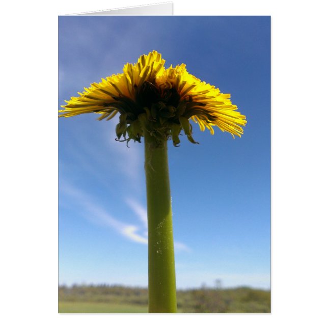 Dandelion (Frente)