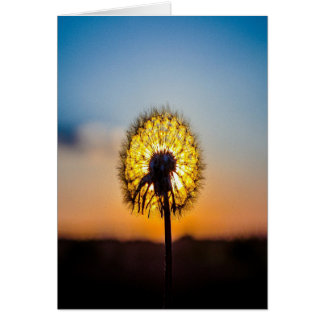 Dandelion al amanecer