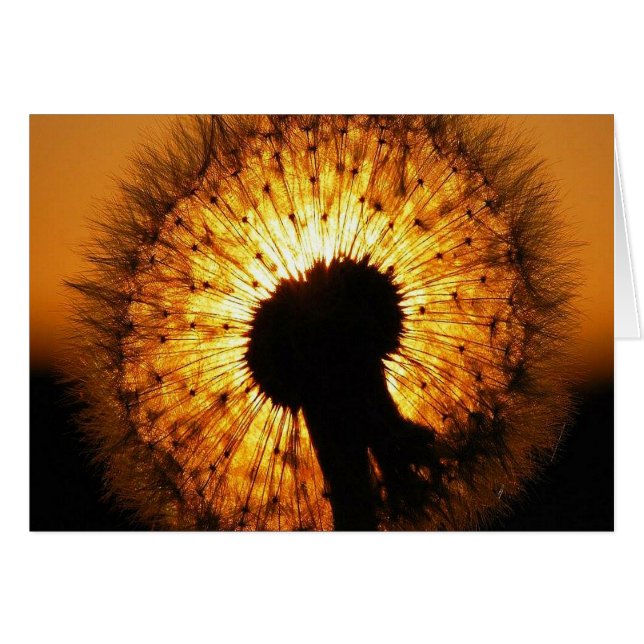 Dandelion at Sunset (Anverso (Horizontal))