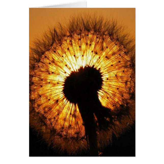 Dandelion at Sunset (Frente)