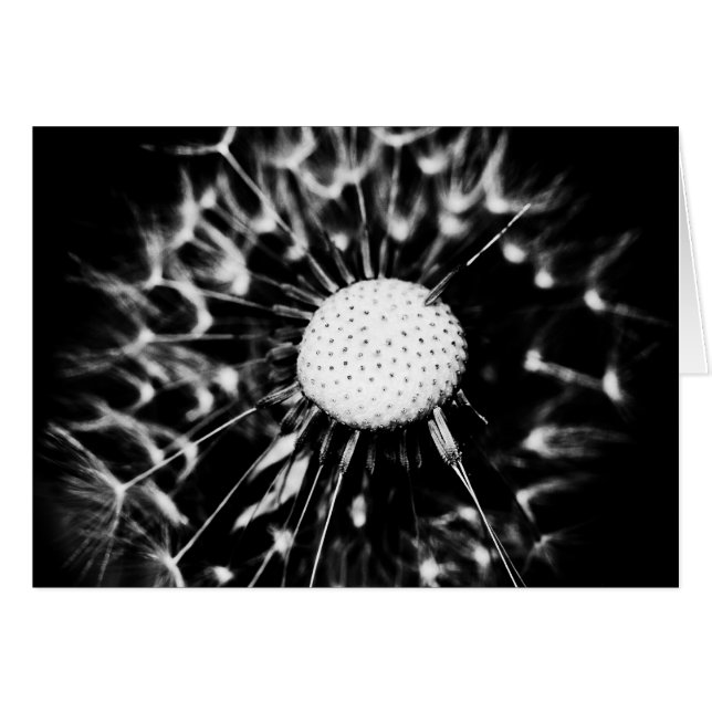 dandelion blacq (Anverso (Horizontal))