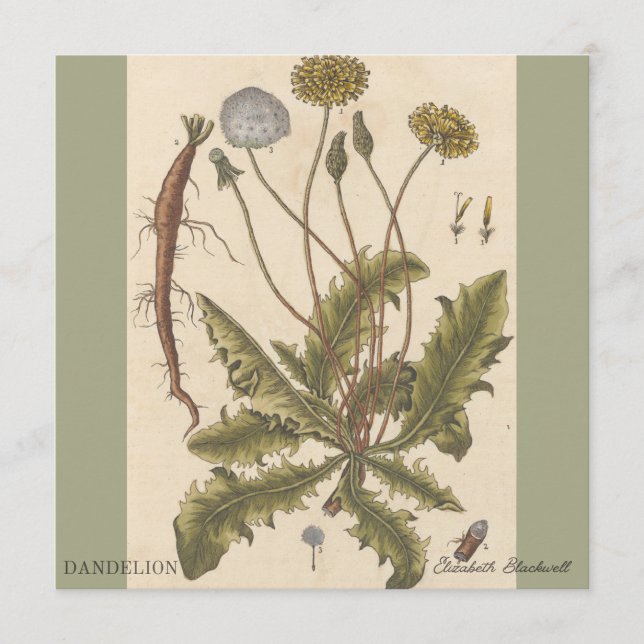 Dandelion by Elizabeth Blackwell (Anverso)