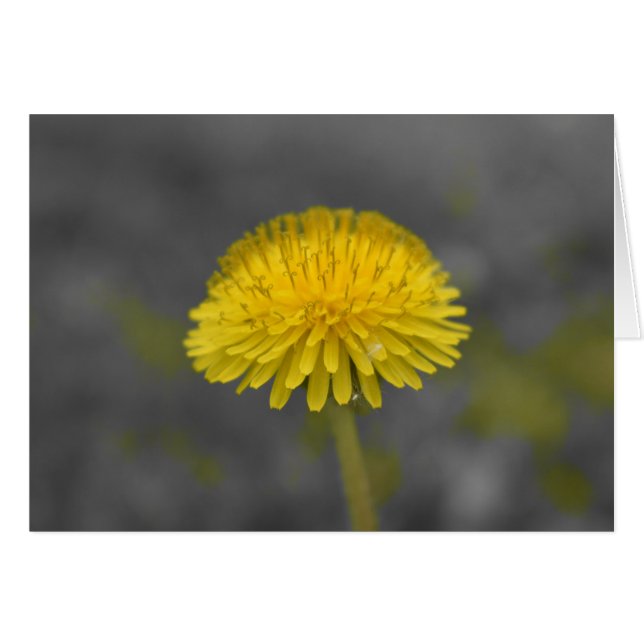 Dandelion / Color aislado (Anverso (Horizontal))